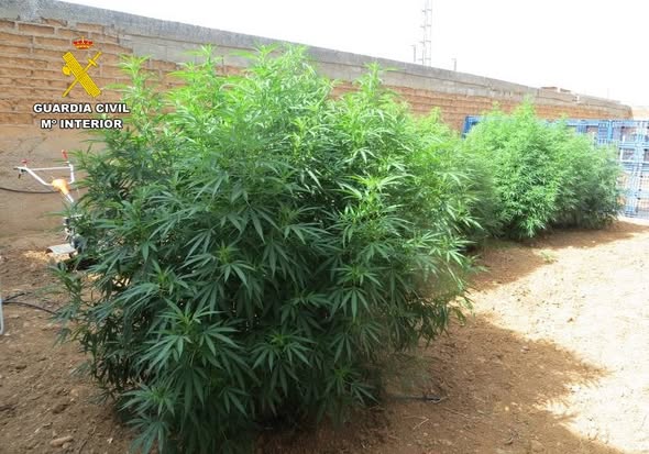 LA GUARDIA CIVIL DE ALBACETE DESMANTELA DOS CENTROS DE CULTIVO DE CANNABIS SATIVA Y UN CRIADERO DE GALLOS DE PELEA